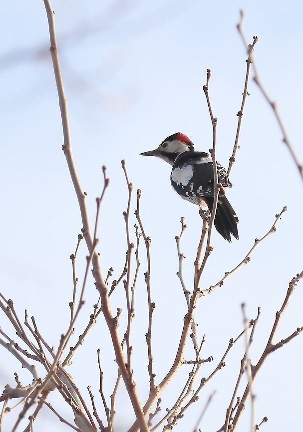 Syrian Woodpecker  Dendrocopos syriacus,Geotagged,Romania,Syrian Woodpecker,Winter