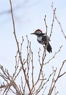 Syrian Woodpecker  Dendrocopos syriacus,Geotagged,Romania,Syrian Woodpecker,Winter