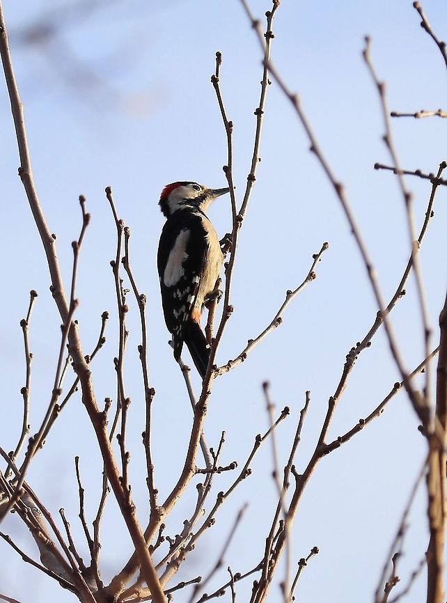 Syrian Woodpecker  Dendrocopos syriacus,Geotagged,Romania,Syrian Woodpecker,Winter