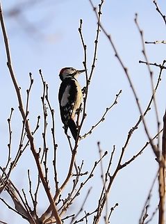 Syrian Woodpecker  Dendrocopos syriacus,Geotagged,Romania,Syrian Woodpecker,Winter