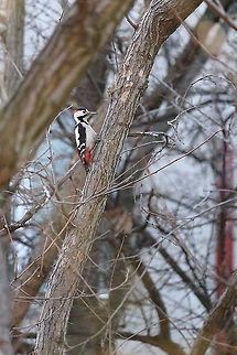 Syrian Woodpecker  Dendrocopos syriacus,Geotagged,Romania,Syrian Woodpecker,Winter