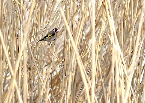 European Goldfinch  Carduelis carduelis,European goldfinch,Geotagged,Romania,Winter