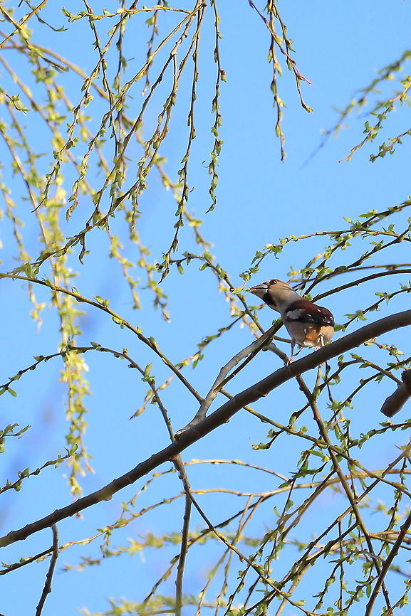 Hawfinch  Coccothraustes coccothraustes,Geotagged,Hawfinch,Romania,Winter