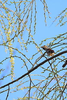 Hawfinch  Coccothraustes coccothraustes,Geotagged,Hawfinch,Romania,Winter