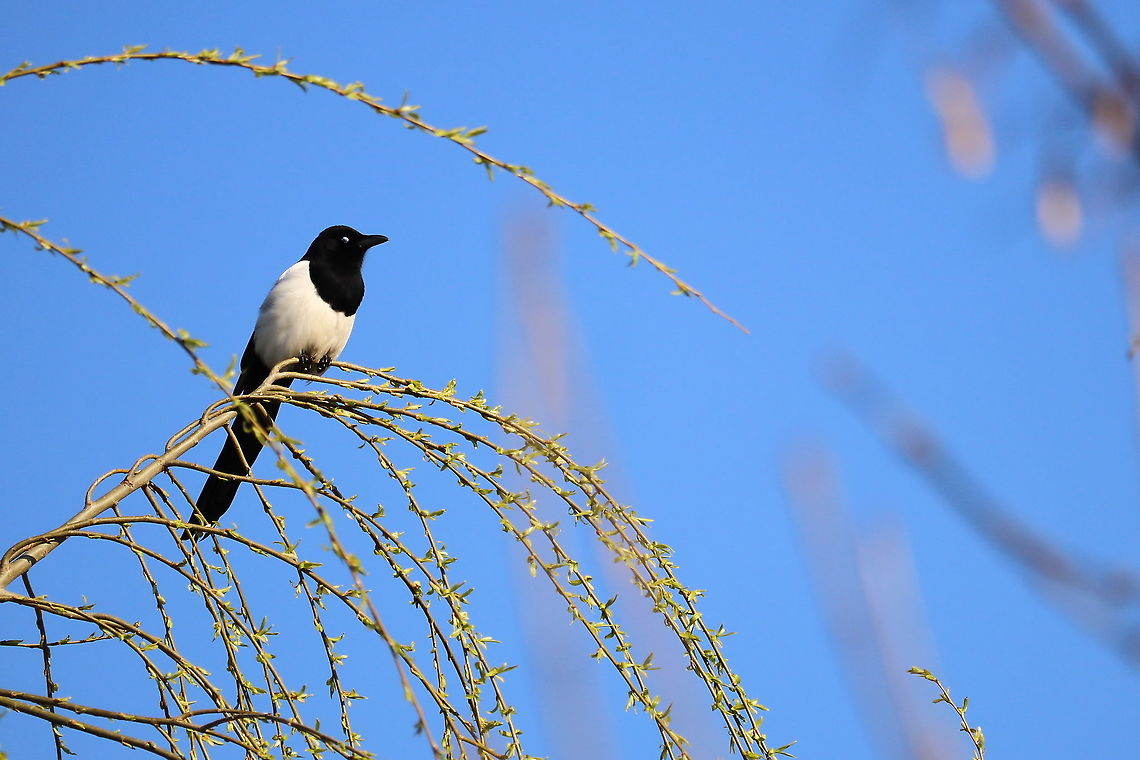 Eurasian Magpie  Eurasian magpie,Geotagged,Pica pica,Romania,Winter