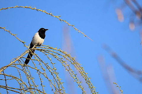 Eurasian Magpie  Eurasian magpie,Geotagged,Pica pica,Romania,Winter
