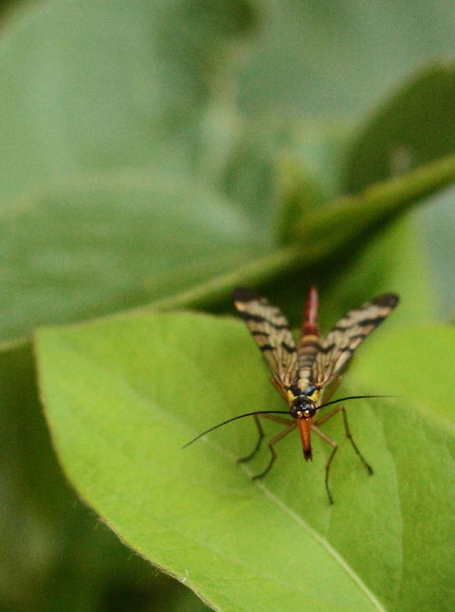 Scorpion Fly (Female) Why the long face? Geotagged,Panorpa communis,Romania,mecoptera,panorpidae,scorpion fly