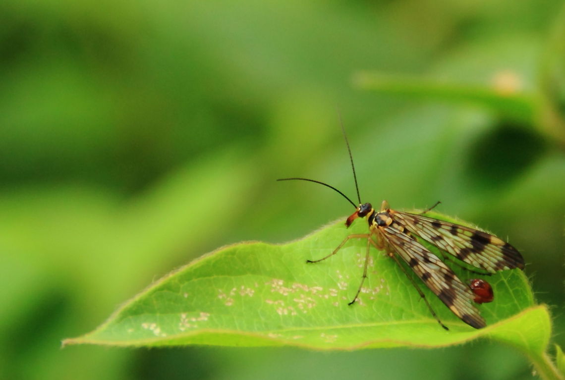 Scorpion Fly (Male)  Geotagged,Meadow Scorpionfly,Panorpa,Panorpa vulgaris,Romania,Scorpionfly,mecoptera,scorpion fly