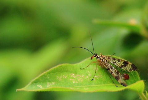 Scorpion Fly (Male)  Geotagged,Meadow Scorpionfly,Panorpa,Panorpa vulgaris,Romania,Scorpionfly,mecoptera,scorpion fly