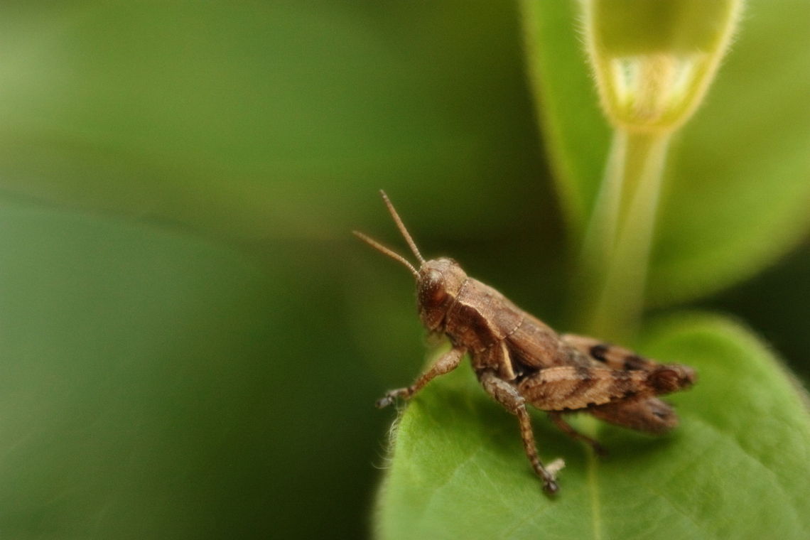Baby Grasshopper This is as clear as I could get it with a reversed lens... Geotagged,Romania