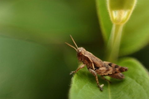 Baby Grasshopper This is as clear as I could get it with a reversed lens... Geotagged,Romania