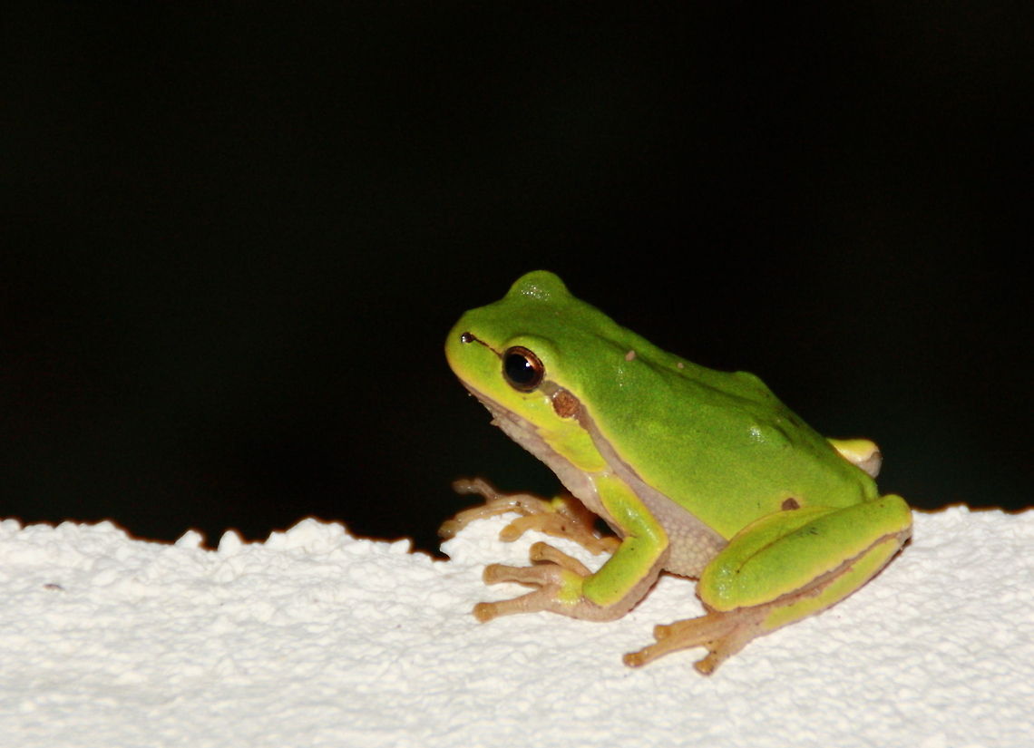 European Tree Frog  European tree frog,Geotagged,Hyla arborea,Romania