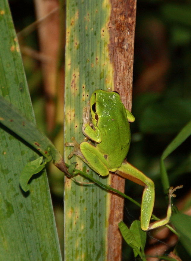 European Tree Frog  European tree frog,Geotagged,Hyla arborea,Romania