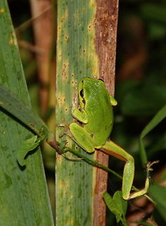 European Tree Frog  European tree frog,Geotagged,Hyla arborea,Romania
