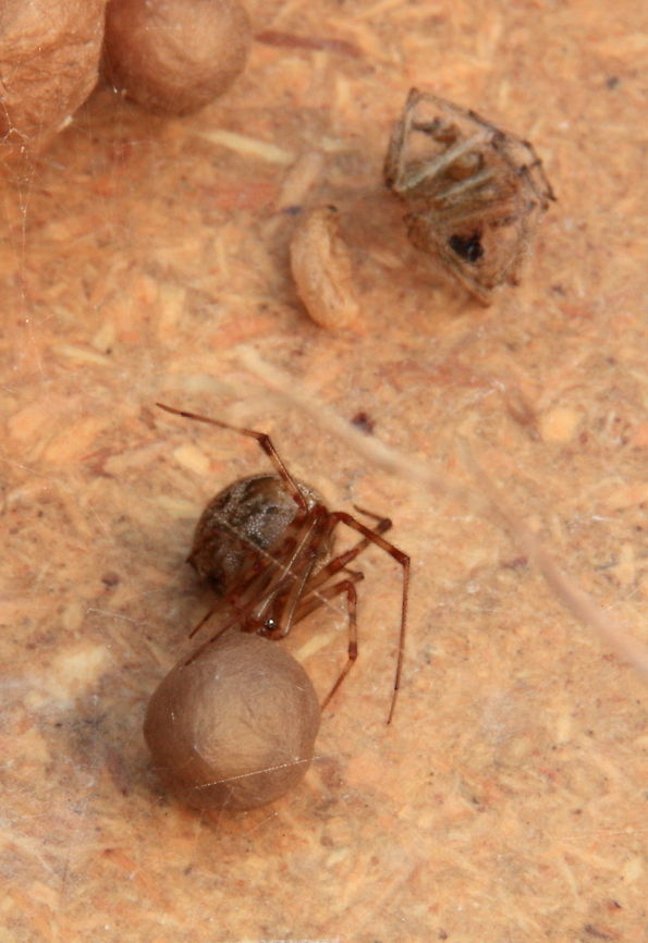 IMG_7151 Not sure what those things are... Egg sacks and a shedded skin maybe?  Geotagged,Romania