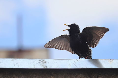 Starling Singing  Common Starling,Geotagged,Romania,Spring,Sturnus vulgaris