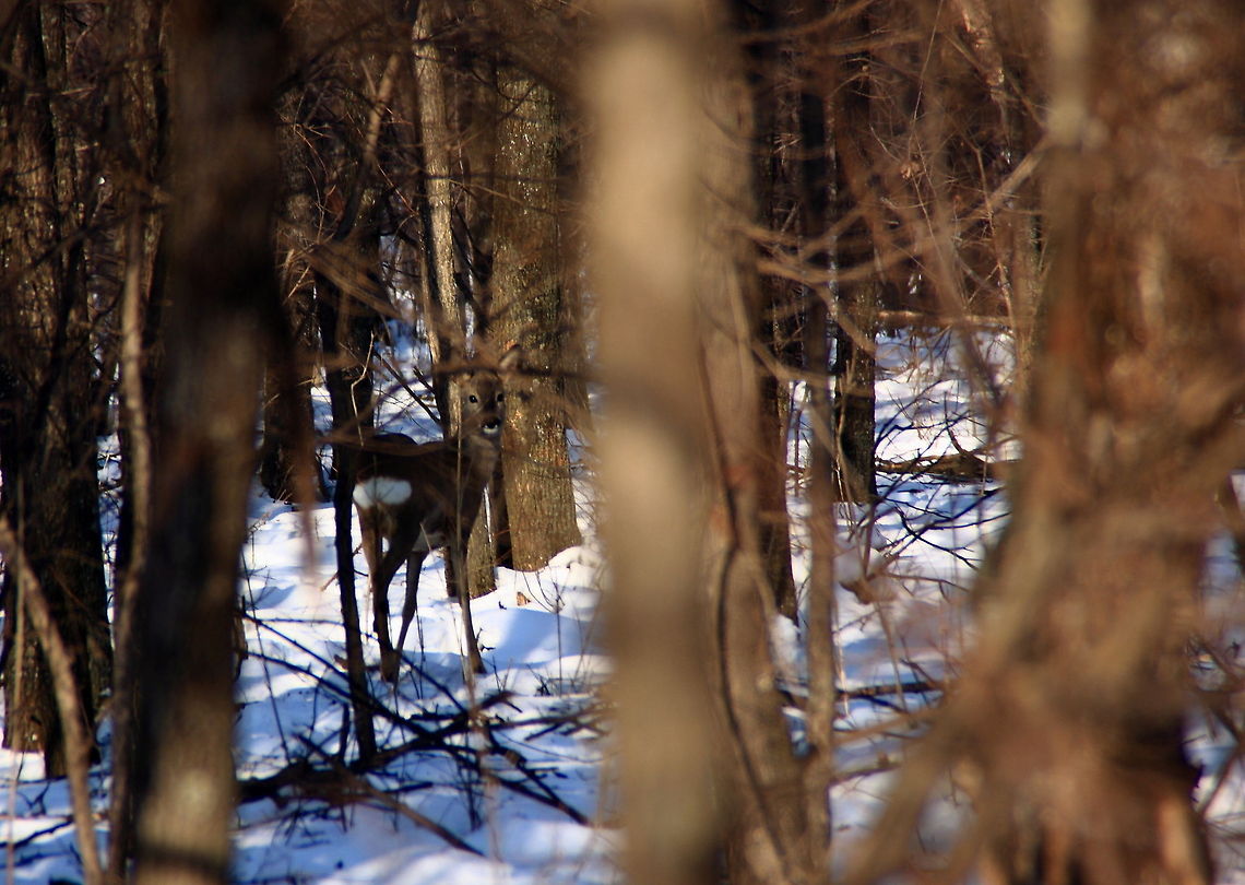 A Surprise Encounter Yesterday was the first time I saw deer (5 of them, no less) in the woods next to our local park.<br />
Fortunately, my dog didn&#039;t see them, it was busy eating snow :) Buzau,Capreolus capreolus,Geotagged,Roe deer,Romania,deer