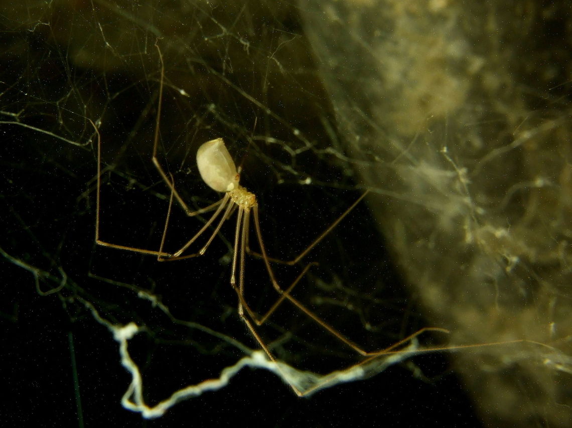 Daddy Longlegs  Geotagged,Pholcus phalangioides,Romania,cellar spider,daddy longlegs,spider