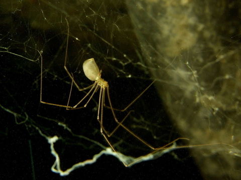 Daddy Longlegs  Geotagged,Pholcus phalangioides,Romania,cellar spider,daddy longlegs,spider