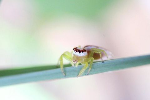 Along This Path Camera: Canon EOS 600D
Lens: 7-28mm macro lens extender Canon,Macro,Sri Lanka,Telamonia dimidiata,Two-striped Telamonia,animals,beautiful,colors,eyes,insects,nature,rainbow,spider
