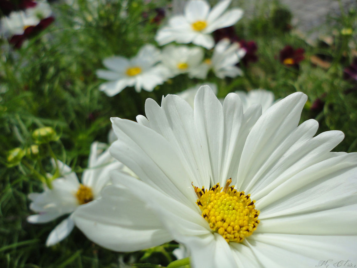 Blooms of White