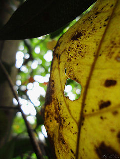 Lens of Nature                                 light