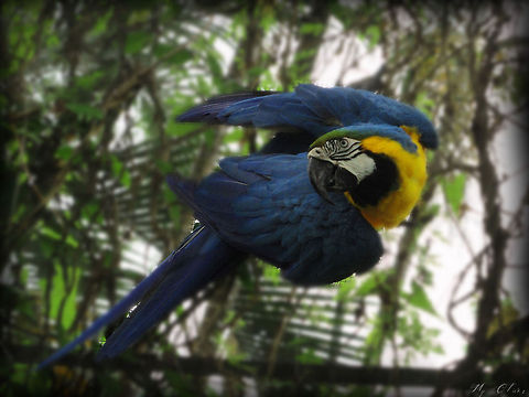 Blue-and-yellow Macaw turning                                 Ara ararauna,Blue-and-Yellow Macaw