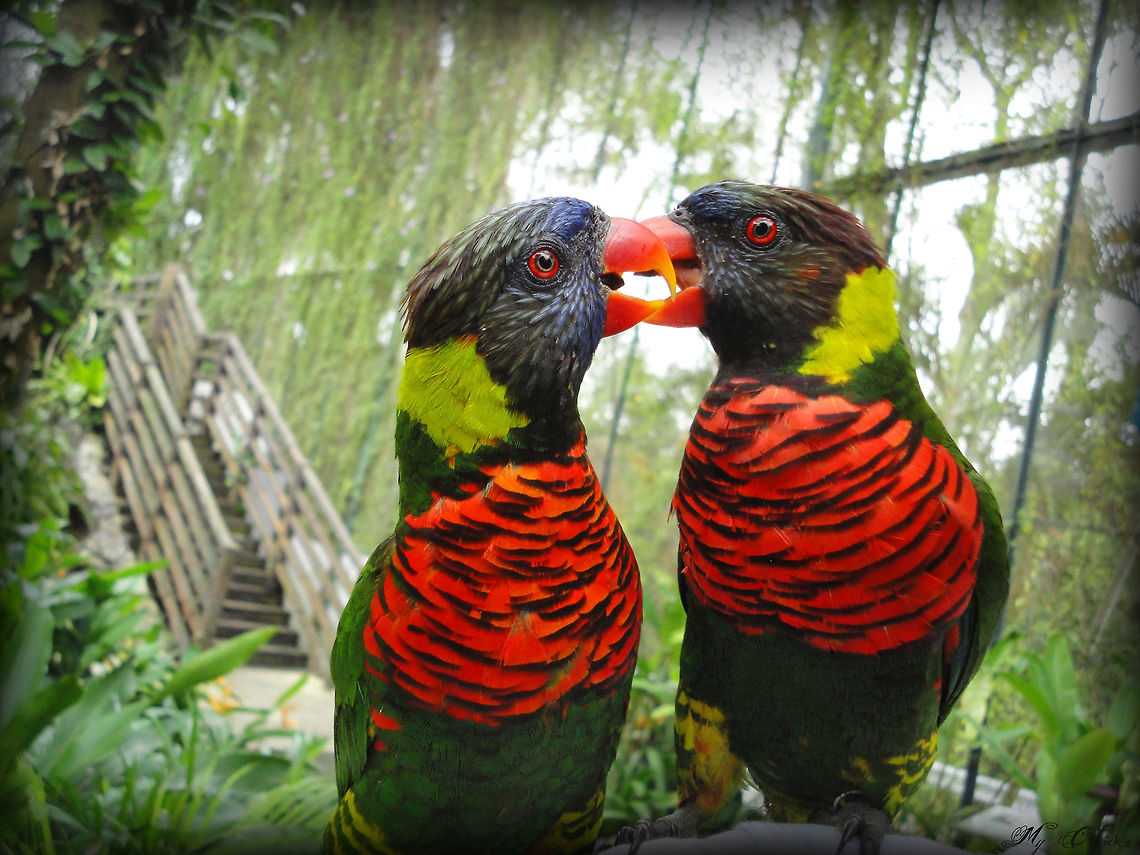 Two Rainbow Lorikeets in love                                 Coconut Lorikeet,Rainbow Lorikeet,Trichoglossus haematodus,Trichoglossus moluccanus