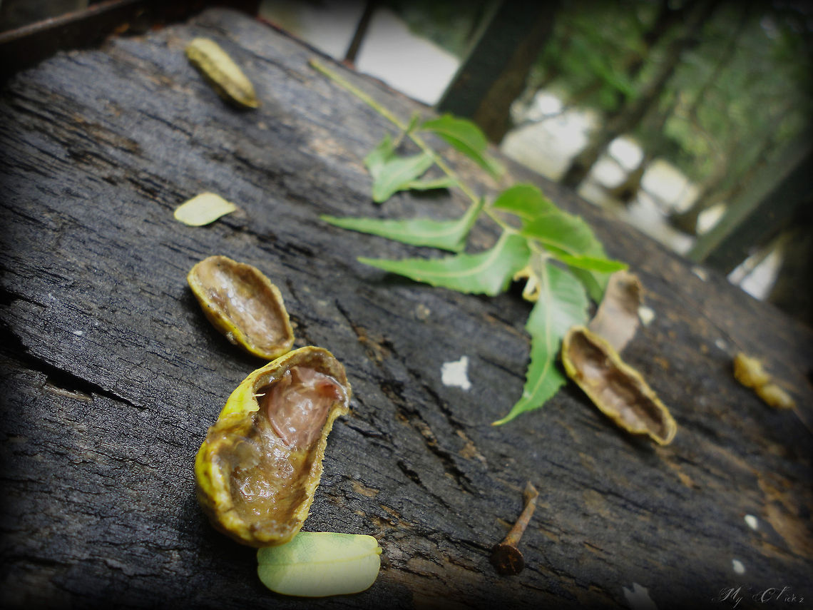 Ground Nuts