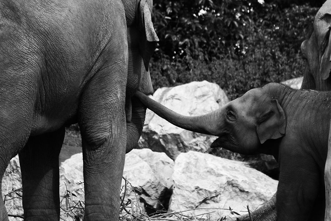 Asian Elephants  Asian Elephant,Asian elephant,Elephas maximus