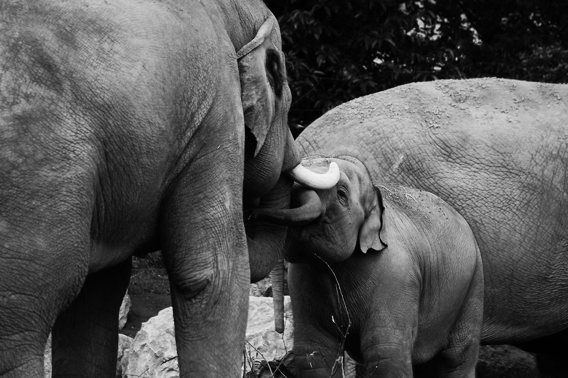 Asian Elephants  Asian Elephant,Asian elephant,Elephas maximus
