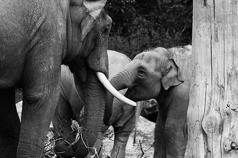 Asian Elephants  Asian Elephant,Asian elephant,Elephas maximus