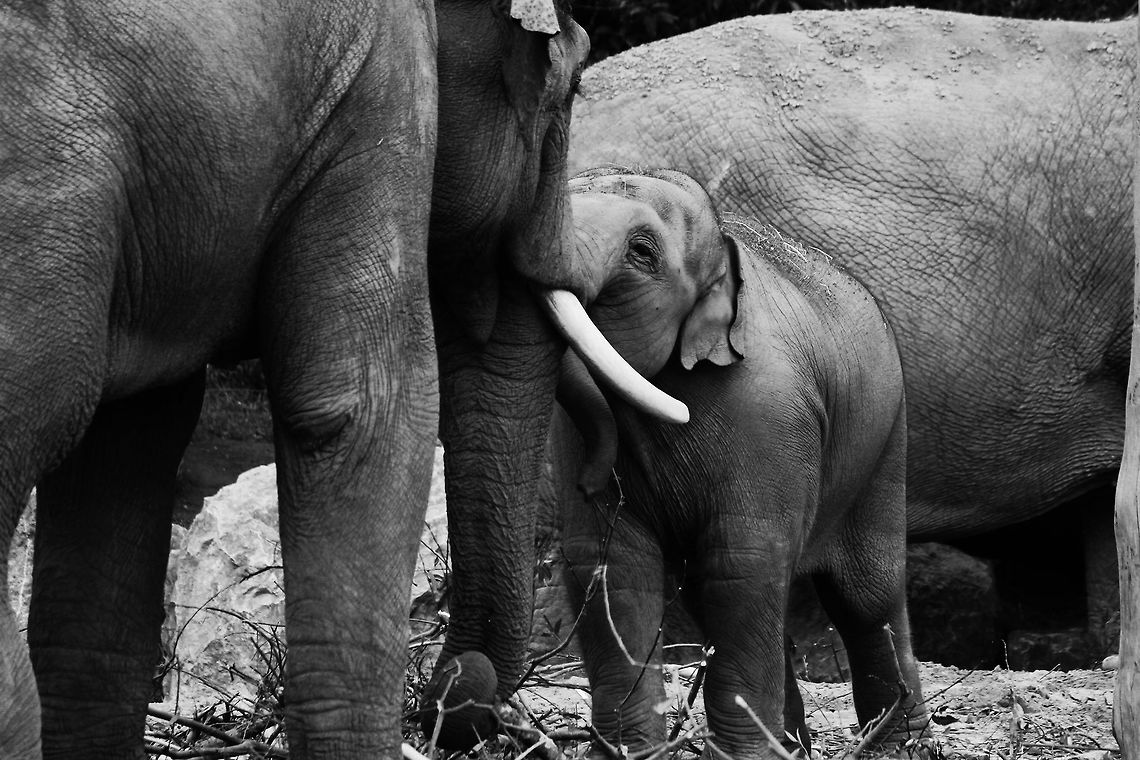 Asian Elephants  Asian Elephant,Asian elephant,Elephas maximus