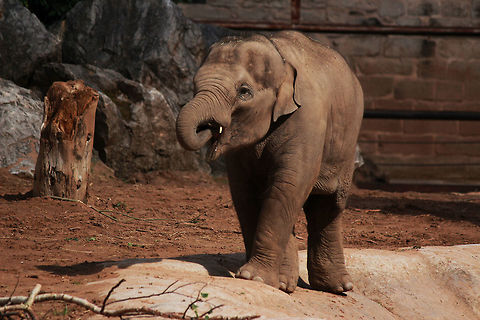 Asian Elephant  Asian Elephant,Asian elephant,Elephas maximus