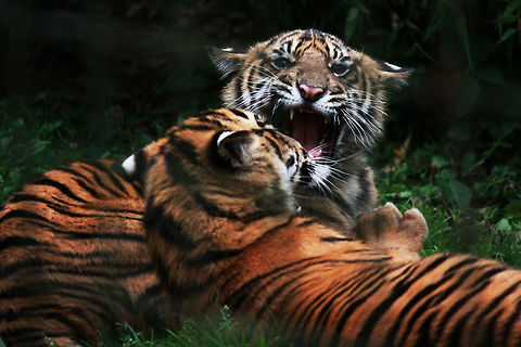 Sumatran Tiger Cubs  Panthera tigris sumatrae,Sumatran tiger,Tiger