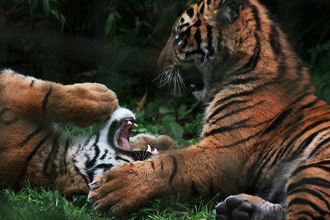 Sumatran Tiger Cubs  Panthera tigris sumatrae,Sumatran tiger,Tiger
