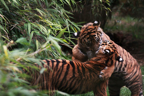 Sumatran Tiger Cubs  Panthera tigris sumatrae,Sumatran tiger,Tiger