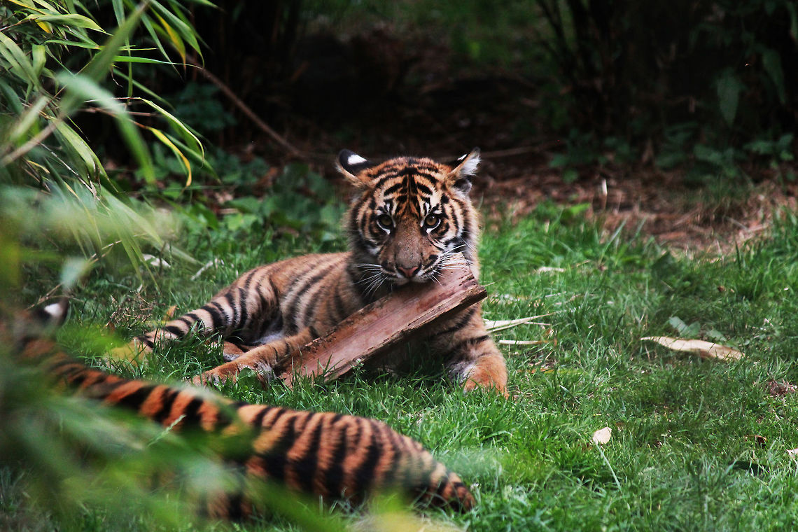 Sumatran Tiger Cub  Panthera tigris sumatrae,Sumatran tiger,Tiger