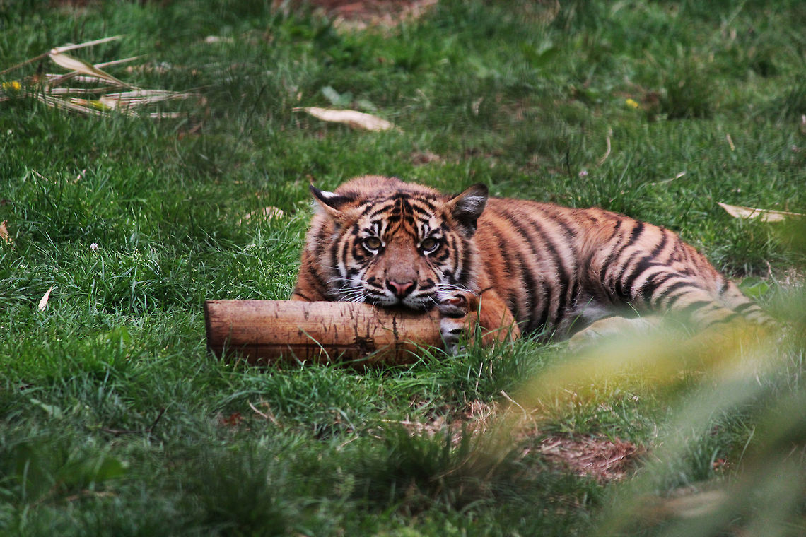 Sumatran Tiger Cub  Panthera tigris sumatrae,Sumatran tiger,Tiger