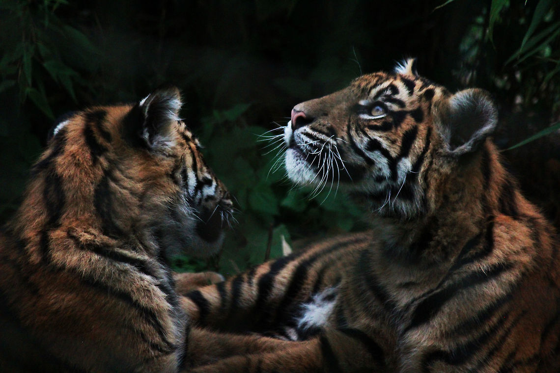 Sumatran Tiger Cubs  Panthera tigris sumatrae,Sumatran tiger,Tiger
