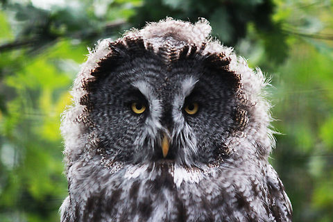 Great Grey Owl  Great Grey Owl,Owl,Strix nebulosa