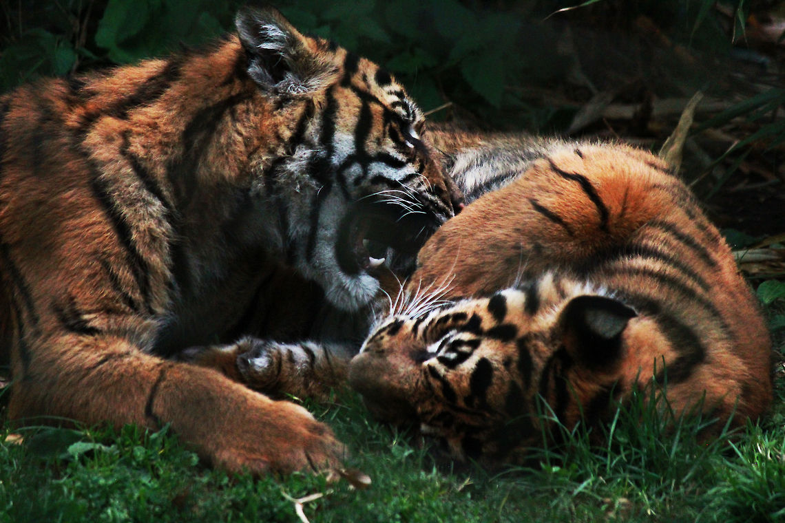 Sumatran Tiger Cubs  Panthera tigris sumatrae,Sumatran tiger,Tiger