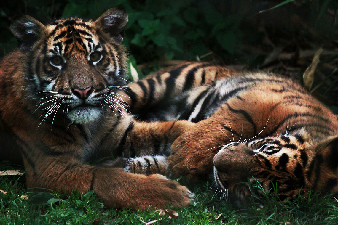 Sumatran Tiger Cubs  Panthera tigris sumatrae,Sumatran tiger,Tiger