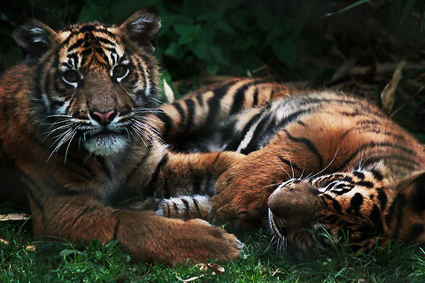 Sumatran Tiger Cubs  Panthera tigris sumatrae,Sumatran tiger,Tiger