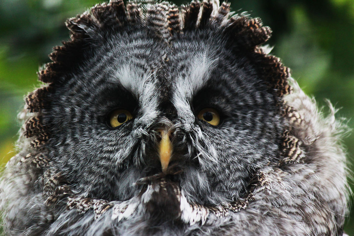 Great Grey Owl  Great Grey Owl,Owl,Strix nebulosa