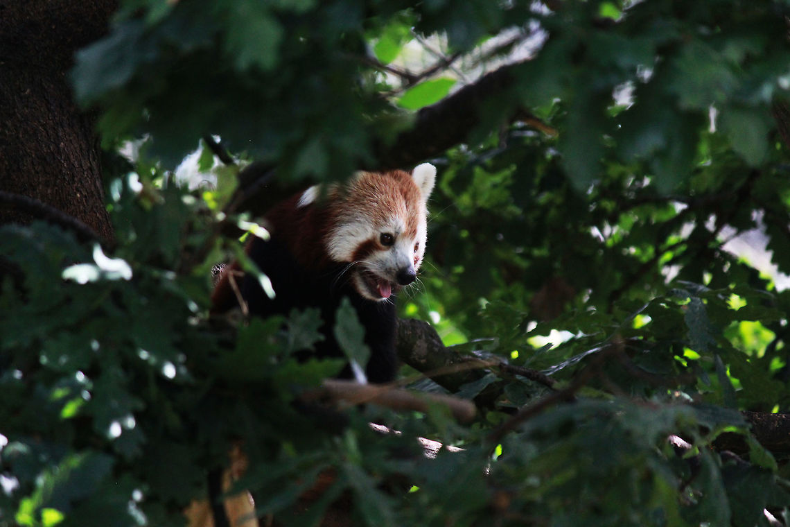 Red Panda  Ailurus fulgens,Red panda