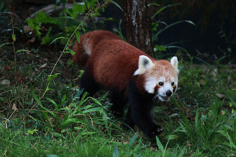 Red Panda  Ailurus fulgens,Red panda