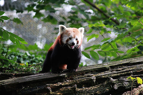 Red Panda  Ailurus fulgens,Red panda