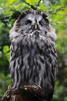 Great Grey Owl  Great Grey Owl,Owl,Strix nebulosa