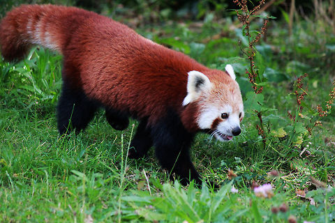 Red Panda  Ailurus fulgens,Red panda